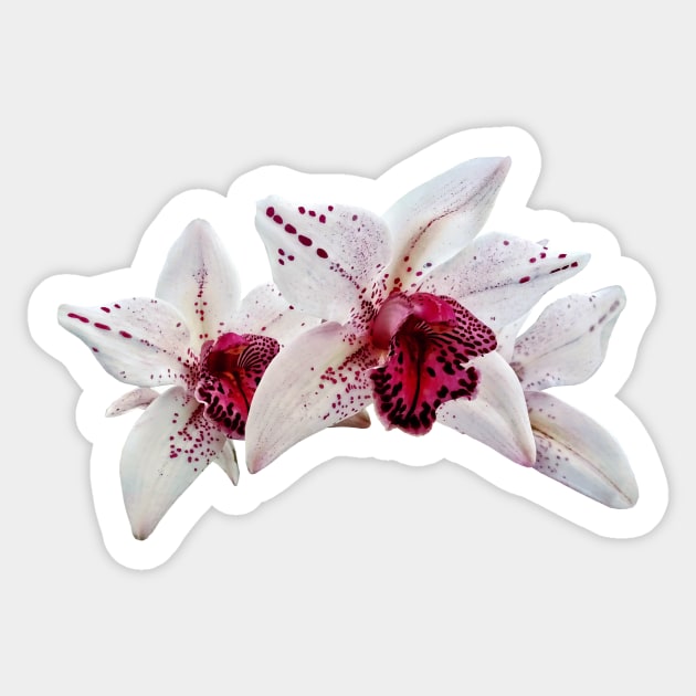 Orchid - Cymbidium Baltic Dew Freckle Face Sticker by SusanSavad